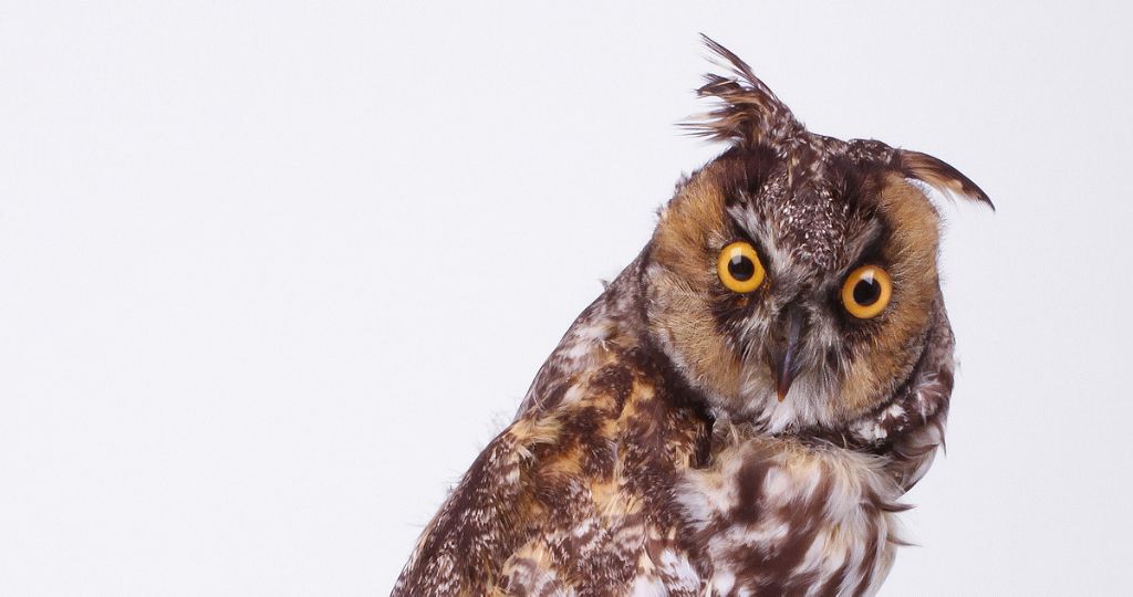 Taxidermy Long Eared Owl (Asio otus) (detail)