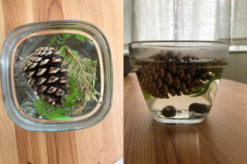 Two side-by-side images of a pine cone submerged in a glass bowl filled with water.