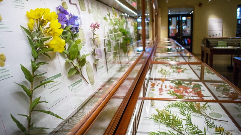 Glass Flowers at Harvard Museum of Natural History