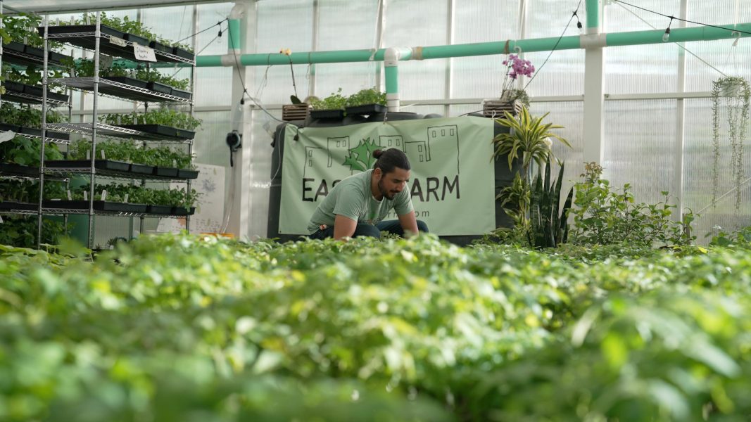 A Latin American man with a beard and a bun crouches in a greenhouse full of plants. A sign reading Eastie Farm is in the background.
